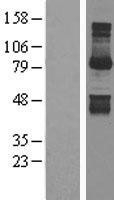 NBL1-11229 - Gephyrin Lysate